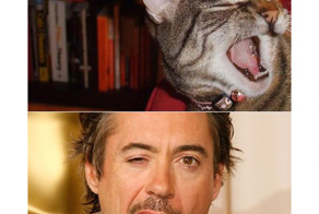 Животные похожие на людей