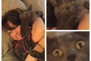 17 животных, которые сыты по горло этими вашими обнимашками