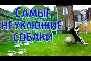 Самые неуклюжие собаки