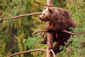  	 Медведь на дереве