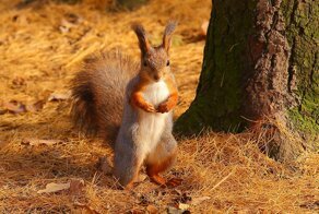 Шустрая белка