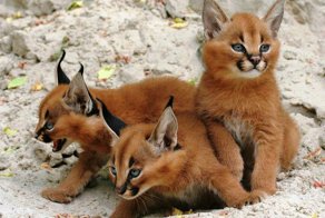 Котята каракала