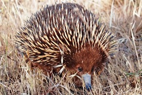 Колючая ехидна