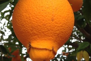 А Вы видели как апельсины рождаются?