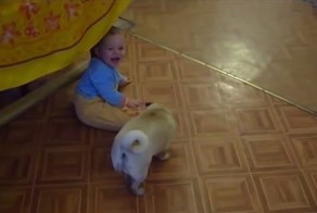Милый мопс играет с ребенком!