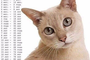 Соответствие возраста домашней кошки и человека 