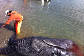 На побережье Калифорнии выбросило двухголовую чудо-рыбу