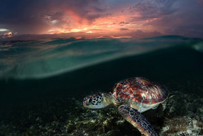 Дикий журнал