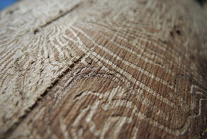  Как красиво рисуют короеды 