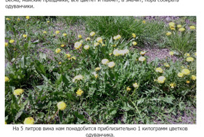 Вино из одуванчиков