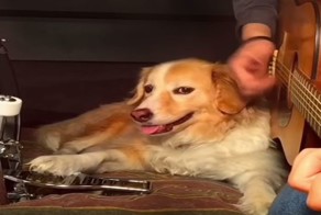 Золотистый ретривер вместе с хозяином исполняет 10 известных песен