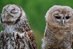 Забавные зверушки