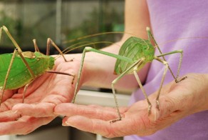 Топ 5 - самых больших насекомых мира