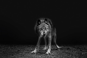 Фотограф-дауншифтер оставил сферу моды и снимает животных в природе