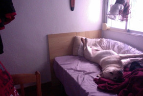 Ей хозяин пока ты сидишь на Фишках