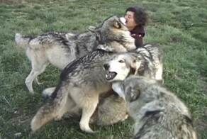 Дружелюбные волки