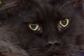 Самые дорогие породы кошек