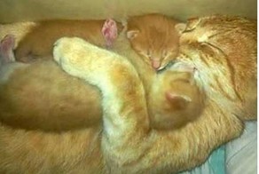 Всему живому нужна мама