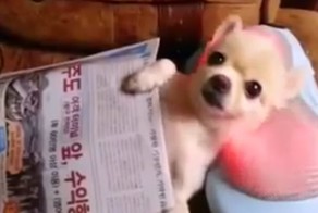 Чихуахуа расслабляется на массажной подушке