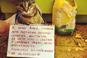 Смешные картинки с надписями