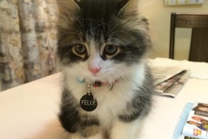 19 фотографий кошек, которые подарят вам улыбку
