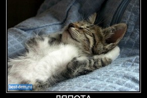 Прикольные картинки с животными