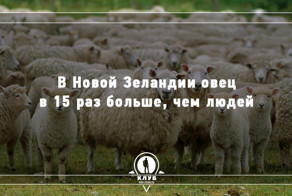 10 интересных фактов о животных