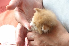 Дали в ларьке вместо сдачи