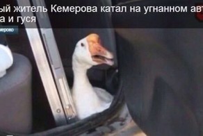 Подборка автоприколов. Часть 220