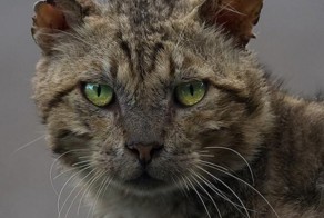 Фотографии суровых дворовых котов