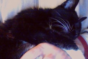 У этой кошки умерли все котята. Но у судьбы были на нее свои планы