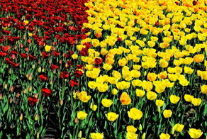 Красные наступают !