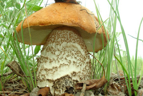 Большой Гриб