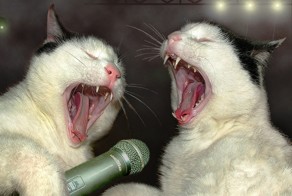 Спели ДУЭТОМ