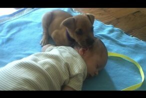 Щенок охраняет сон ребенка