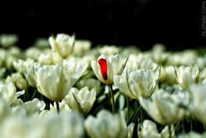 Тюльпан, он один такой