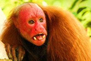 Улыбающийся 