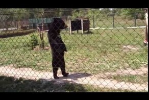 Забавный медведь ходит как человек 