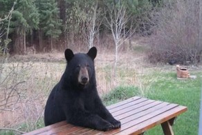 Мишка ждет обеда