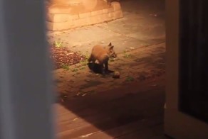 Маленькие лисички играют в мячик 