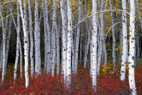 МОИ БЕРЕЗКИ