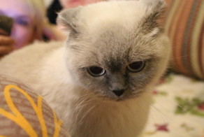 Мой котяра задумался