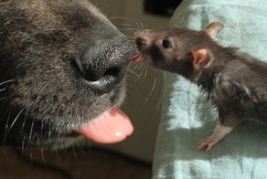 Необычная дружба:крыса и собака лучшие друзья