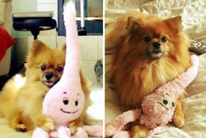 Животные, которые выросли с любимыми игрушками