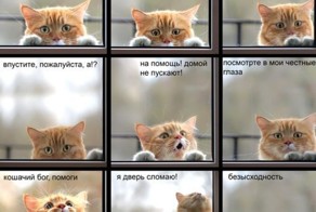 19 кошек, у которых жизненный кризис, потому что их не пускают домой