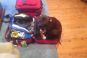 И все таки преданней их нету никого больше