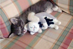 Котики, спящие со своими любимыми игрушками