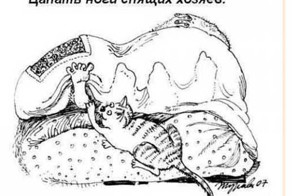 Правила кошачьего этикета