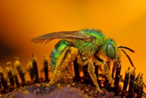 10 насекомых с самым болезненным укусом