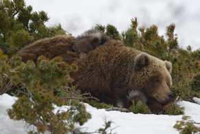 Чапай на привале